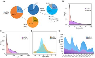 Genome-wide characterization of lncRNAs and mRNAs in muscles with differential intramuscular fat contents